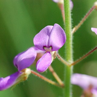 Desmodium illinoense unspecified picture