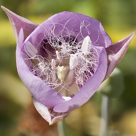 Calochortus longibarbatus unspecified picture