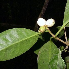 Rudgea coronata unspecified picture