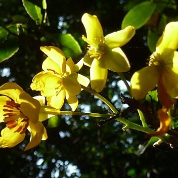 Ochna arborea unspecified picture