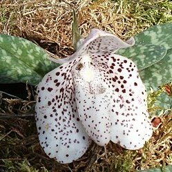 Paphiopedilum bellatulum unspecified picture