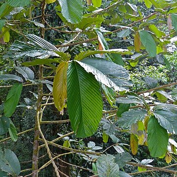 Parashorea macrophylla unspecified picture