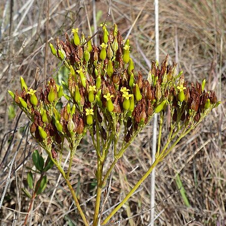 Kalanchoe paniculata unspecified picture