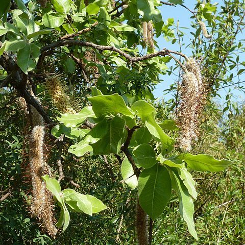 Faurea rochetiana unspecified picture