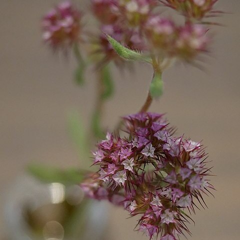 Chorizanthe douglasii unspecified picture