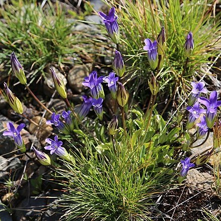 Gentianopsis holopetala unspecified picture