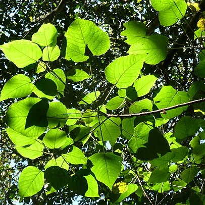 Macaranga capensis unspecified picture