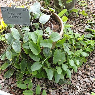 Passiflora discophora unspecified picture