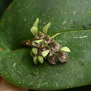 Acianthera cogniauxiana unspecified picture