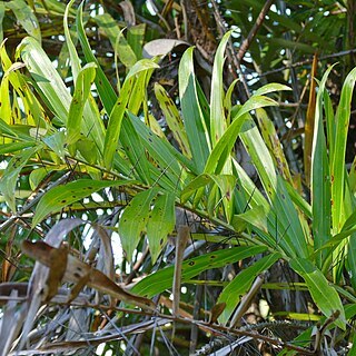 Bactris glaucescens unspecified picture