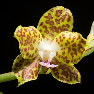 Phalaenopsis hygrochila unspecified picture