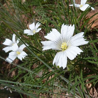 Monsonia attenuata unspecified picture