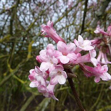 Viburnum grandiflorum unspecified picture