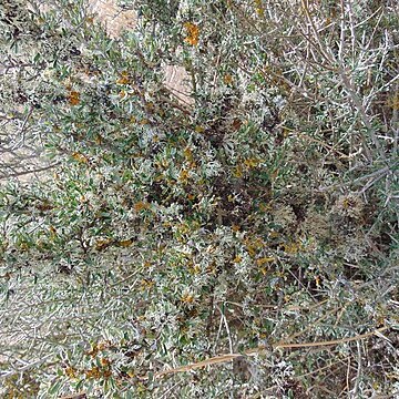 Melicytus angustifolius subsp. divaricatus unspecified picture