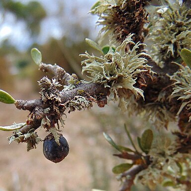 Melicytus angustifolius subsp. divaricatus unspecified picture