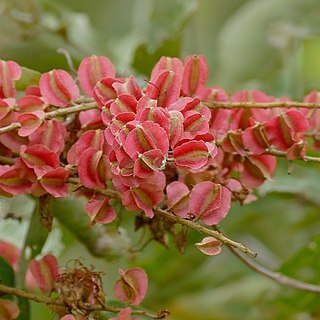 Combretum lanceolatum unspecified picture