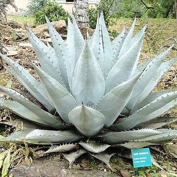 Agave havardiana unspecified picture