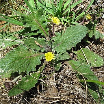 Cymbonotus preissianus unspecified picture