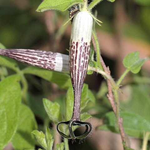 Ceropegia meyeri unspecified picture