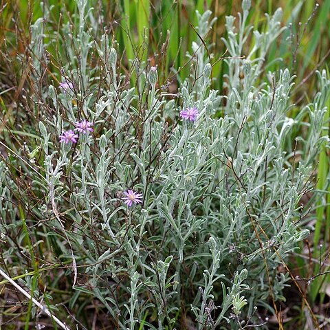 Vittadinia gracilis unspecified picture