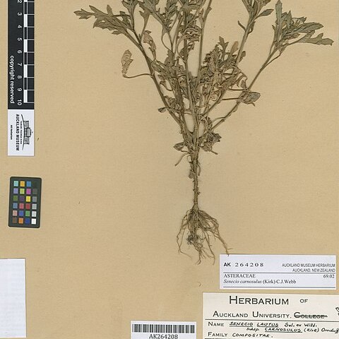 Senecio carnosulus unspecified picture