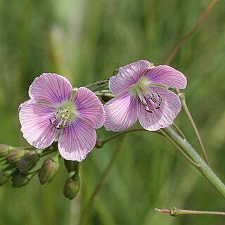 Heliophila rigidiuscula unspecified picture