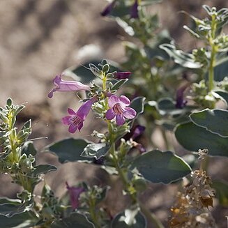 Penstemon albomarginatus unspecified picture