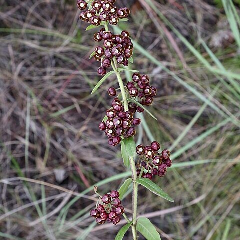 Schizoglossum unspecified picture