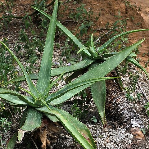 Aloe mudenensis unspecified picture