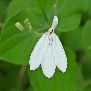 Rhinacanthus gracilis unspecified picture