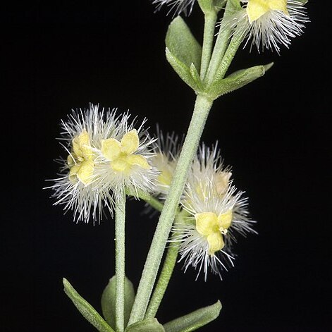 Galium serpenticum unspecified picture