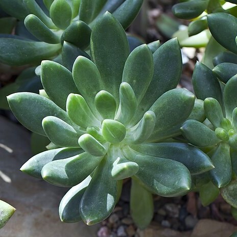 Pachyphytum fittkaui unspecified picture