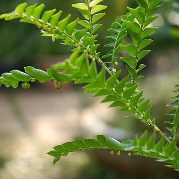 Phyllanthus buxifolius unspecified picture