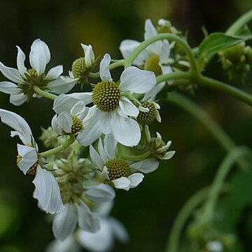 Montanoa grandiflora unspecified picture