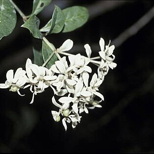 Gaertnera phyllostachya unspecified picture