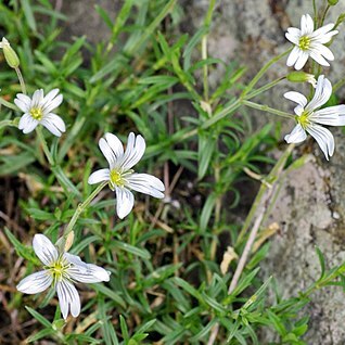 Cerastium alsinifolium unspecified picture