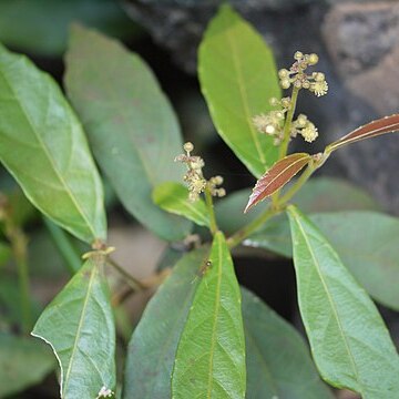 Mallotus aureopunctatus unspecified picture