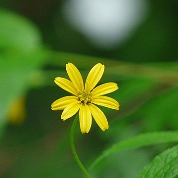 Lipoblepharis urticifolia unspecified picture