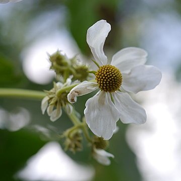 Montanoa grandiflora unspecified picture