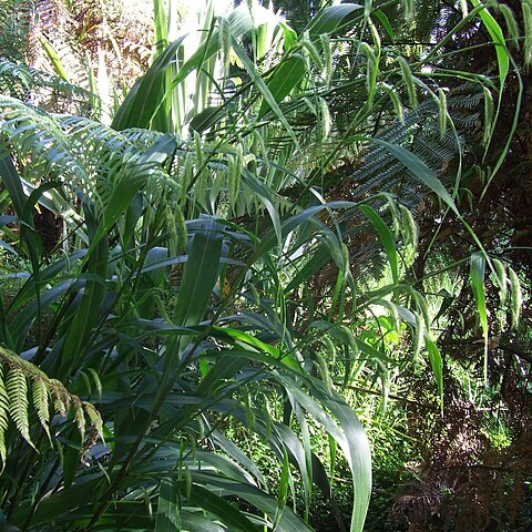 Cenchrus latifolius unspecified picture