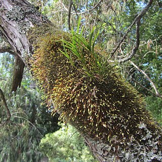 Leptostomum macrocarpum unspecified picture