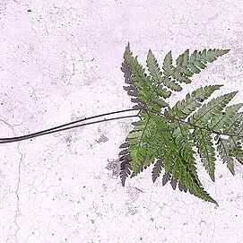 Triplophyllum hirsutum unspecified picture