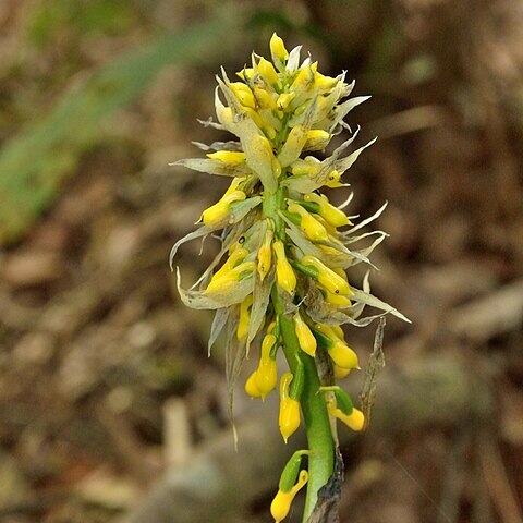 Calanthe lyroglossa unspecified picture