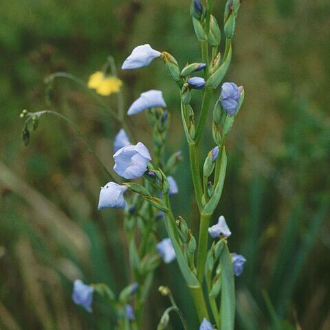 Orthrosanthus monadelphus unspecified picture