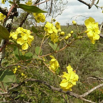 Sphedamnocarpus unspecified picture