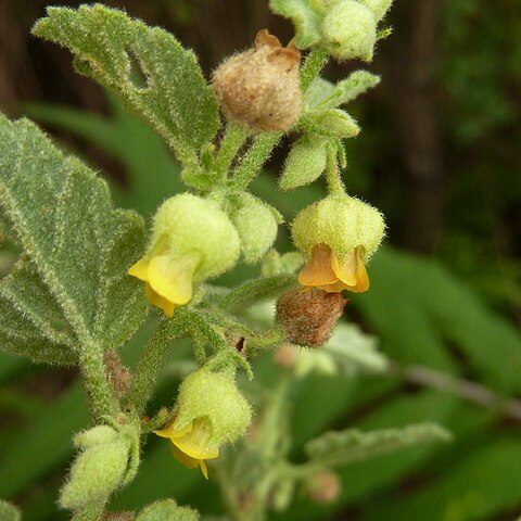 Hermannia floribunda unspecified picture