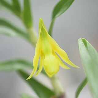 Dendrobium metachilinum unspecified picture