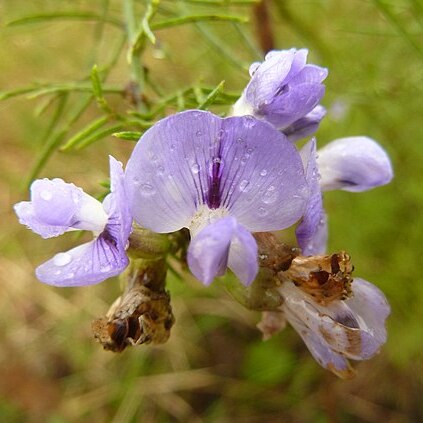 Psoralea glabra unspecified picture