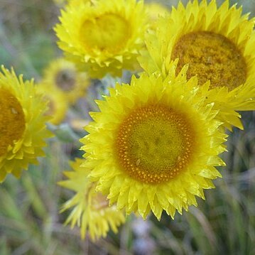 Helichrysum cooperi unspecified picture