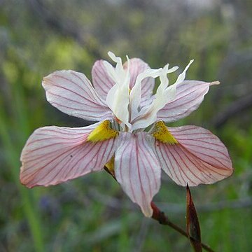 Moraea gawleri unspecified picture